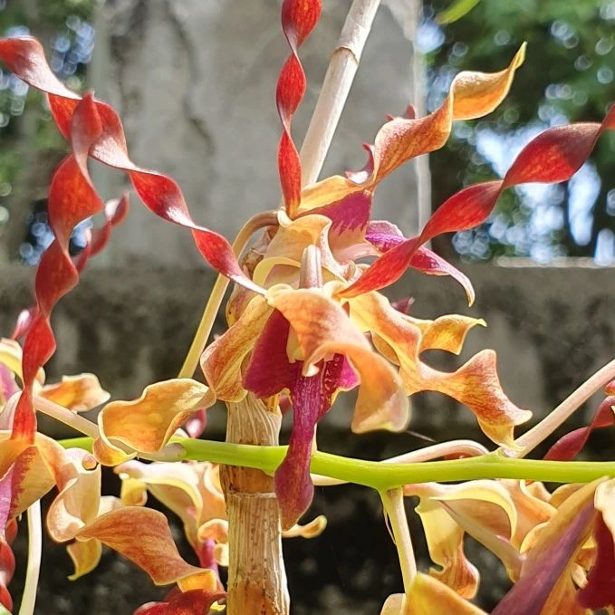 Dendrobium Airy Gold Spin