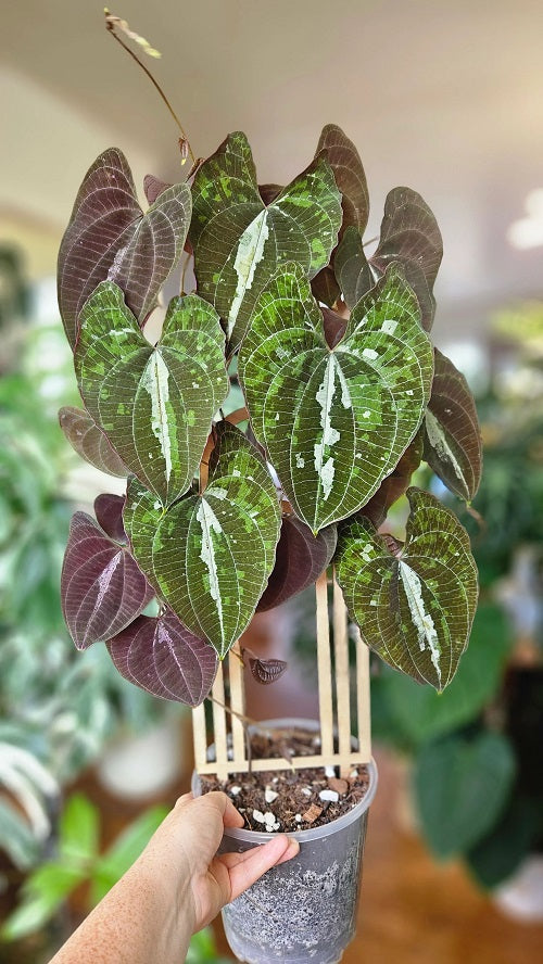 Dioscorea Discolor