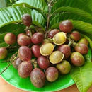 Purple Matoa Exotic Fruit Plants (Pometia Pinnata)