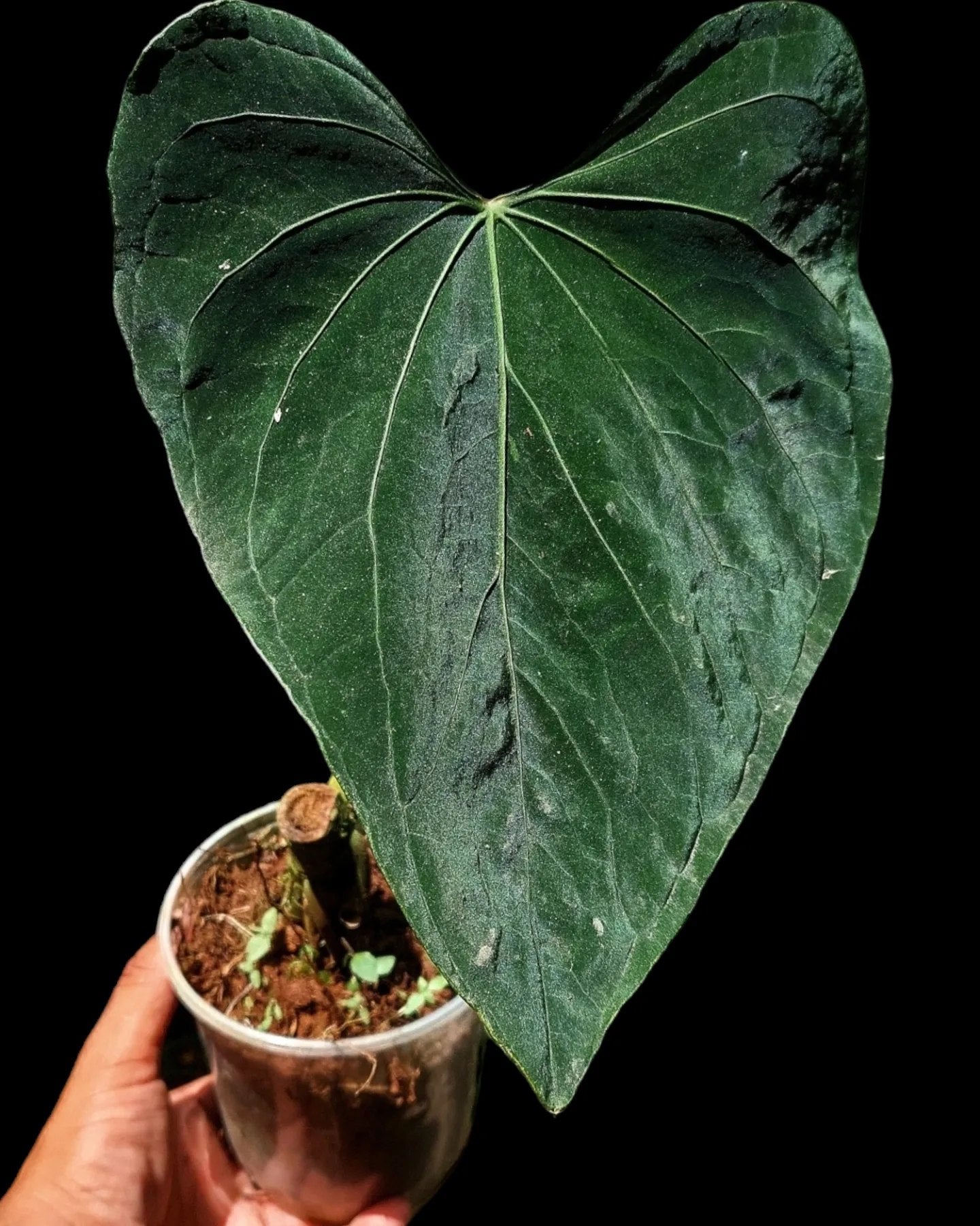 Anthurium Amazon Beauty