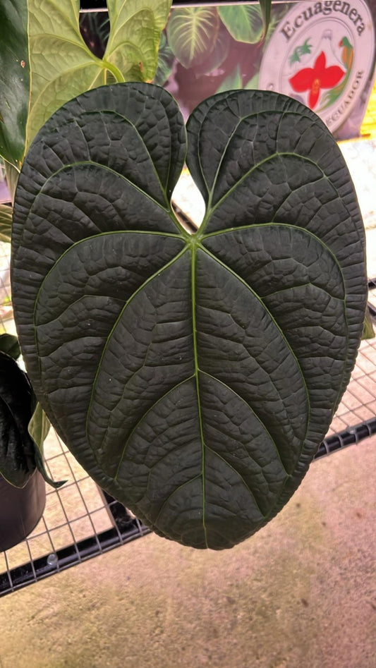 Anthurium Black Diamond