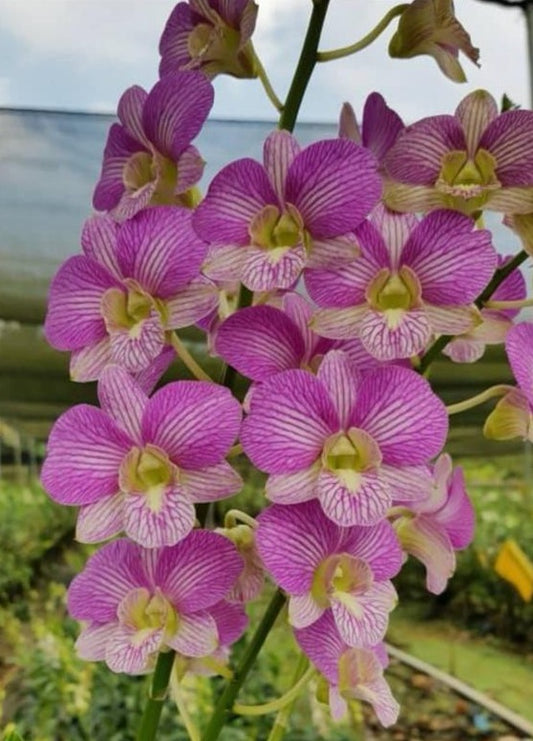 Dendrobium Linna Pink Stripe