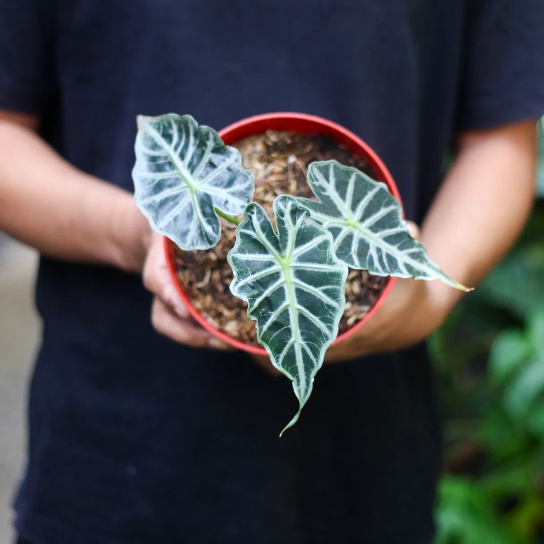 Alocasia Parasol