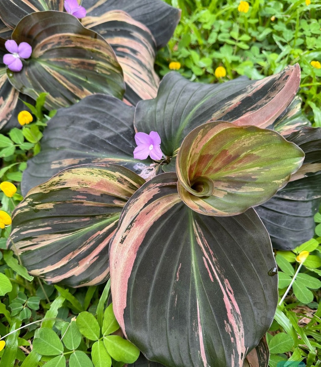 Kaempferia Sp Variegated