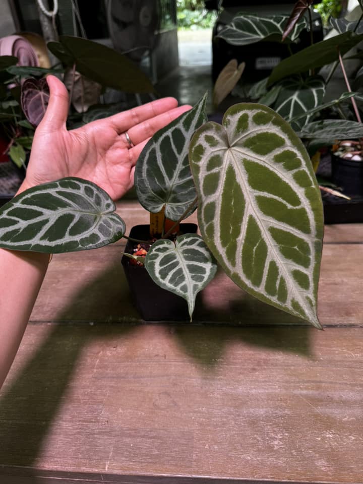 Anthurium Skg Silver × Zara Michelle