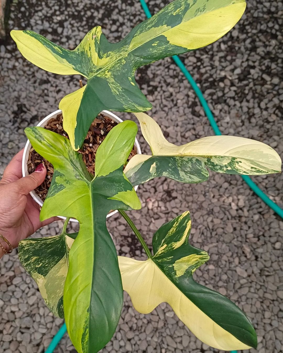 Philodendron Violin Variegated