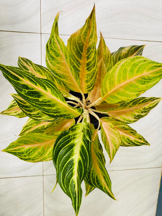 Aglaonema Peach Panama