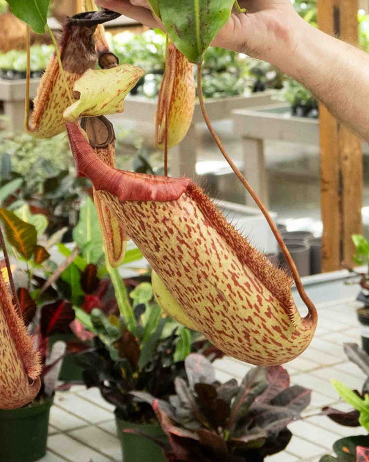 Pitcher Plant Dotted 'Bushy'