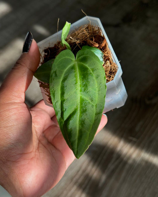 Anthurium Villenaorum ' Juvenile '