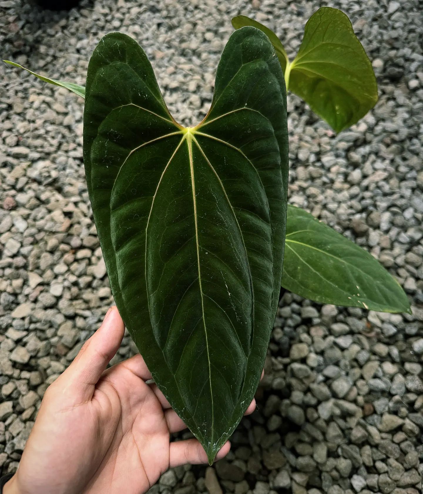 Anthurium Fortsherman Dark Pure