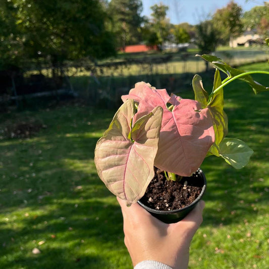 8-in-1 Syngonium Combo Juvenile Set