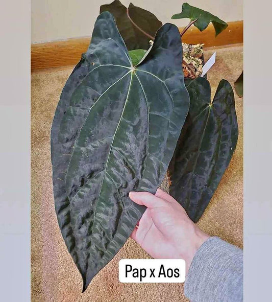 Anthurium Ace of Spades × Papillilaminum