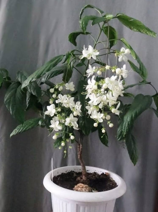 Clerodendrum Wallichii White