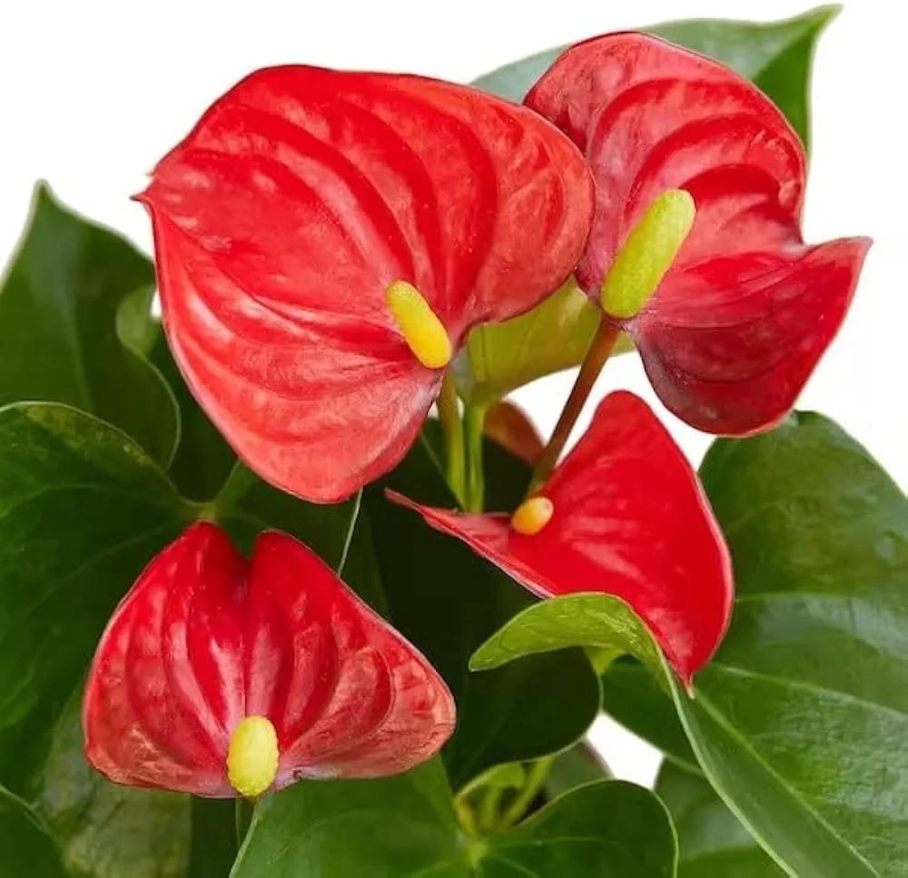 anthurium flower online india Anthurium Flowering Pink: Buy Plant Online In India – Growcerys