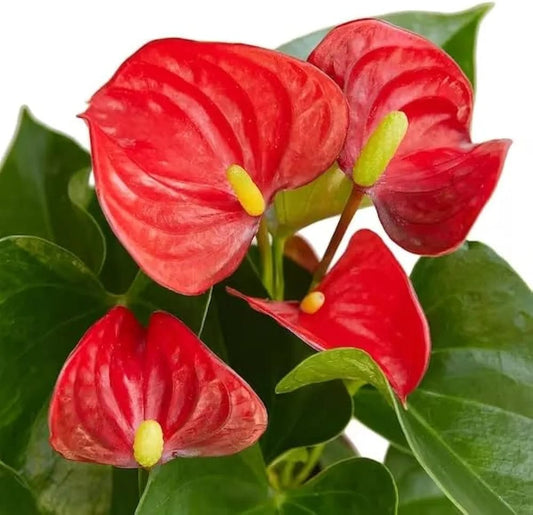 Anthurium Red Miniature