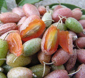 Silver Berry Exotic Fruit Plants (Elaeagnus Commutata)