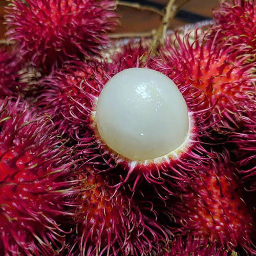 Malwana Rambutan Exotic Fruit Plants (Red)
