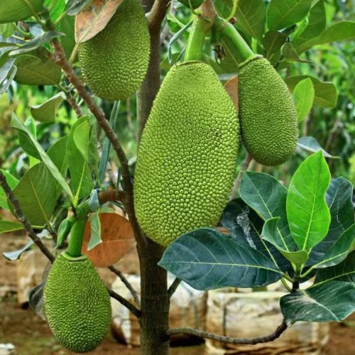 Vietnam Super Early Yellow Exotic Fruit Plants