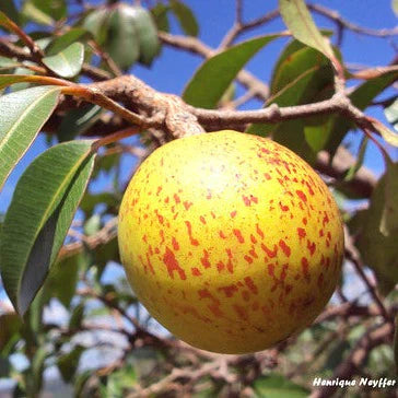 Mangaba Exotic Fruit Plants (Hancornia Speciosa)