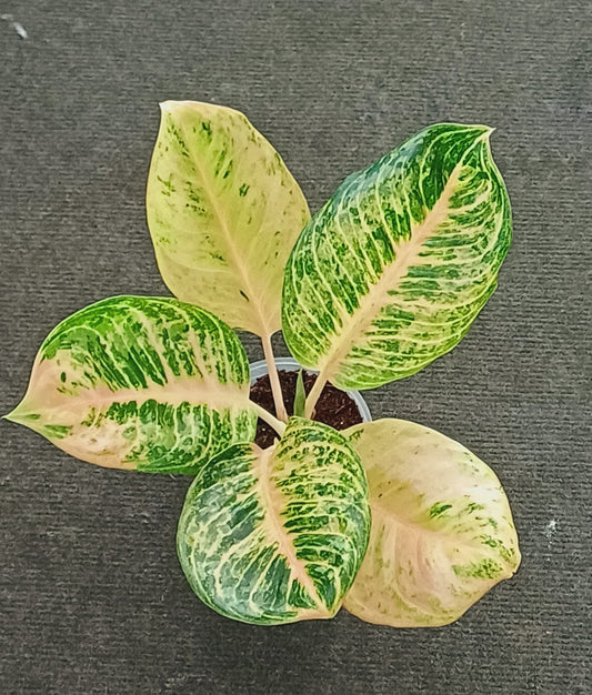 Aglaonema Tiger