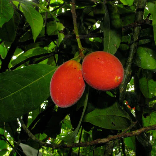 Pouteria Durlandii Exotic Fruit Plants (Pouteria durlandii)