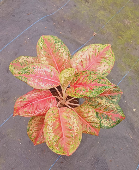 Aglaonema Platinum Carat