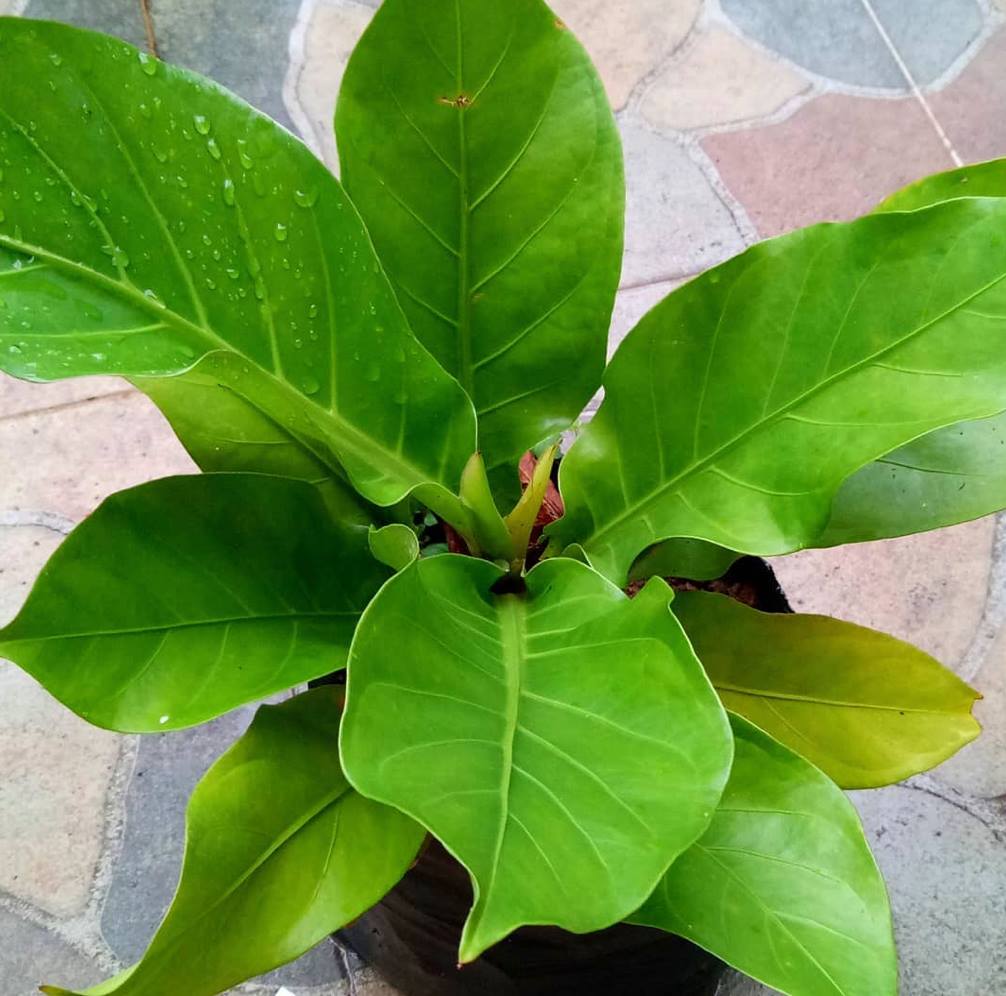 Anthurium Hookeri