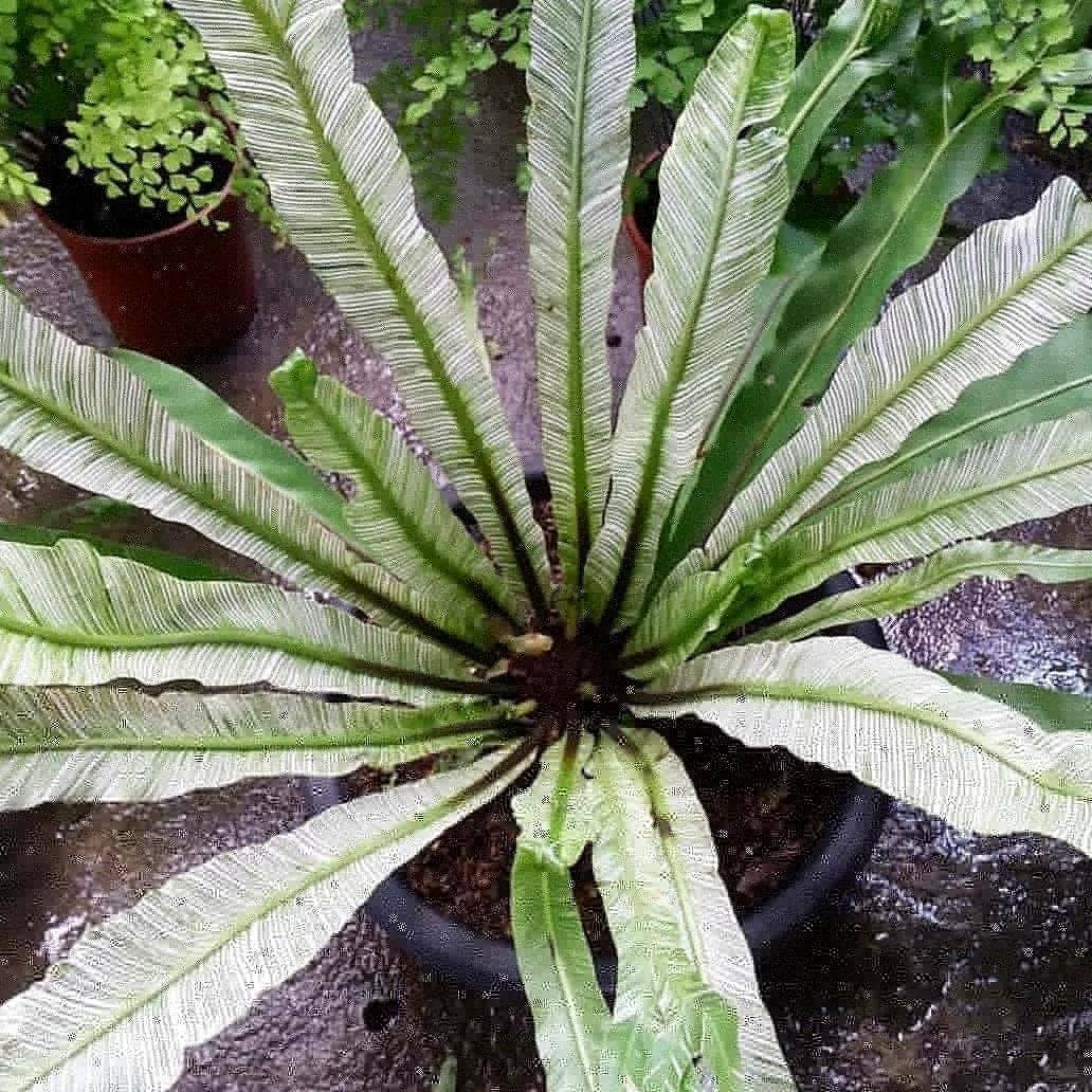 Bird’s Nest Fern Variegated