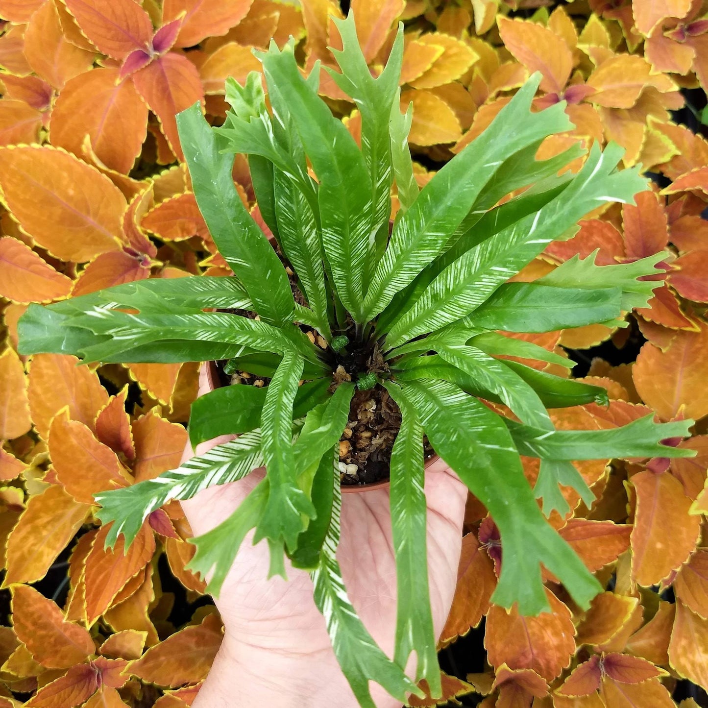 Bird’s Nest Fern Variegated