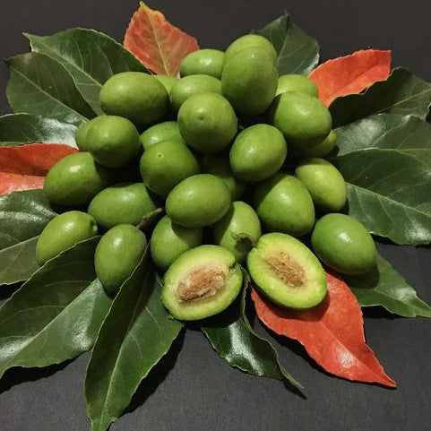 Ceylon Olive Exotic Fruit Plant (Elaeocarpus Serratus)
