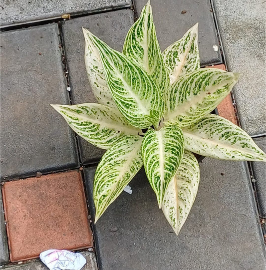 Aglaonema White legacy