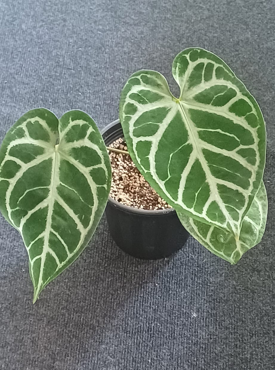 Anthurium Skg Silver × Zara Michelle