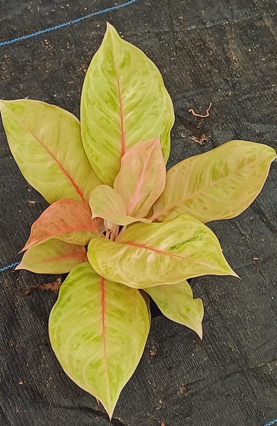 Aglaonema Yellow Delight