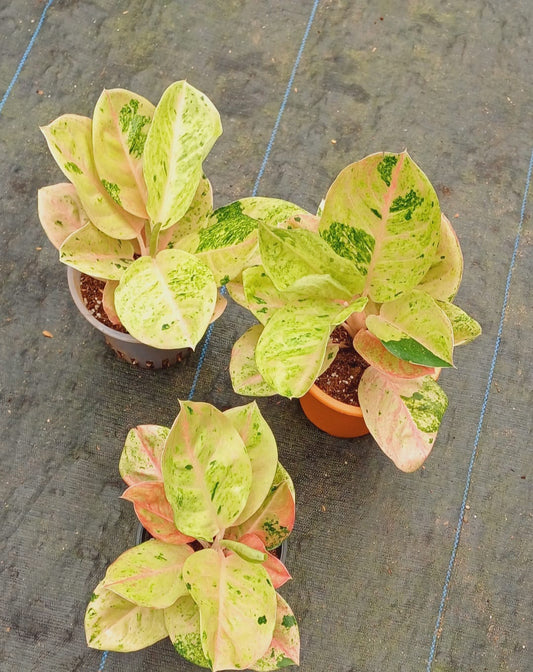 Aglaonema Thai Pink Emerald