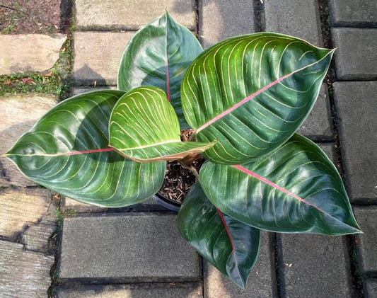 Aglaonema Black Moonlight