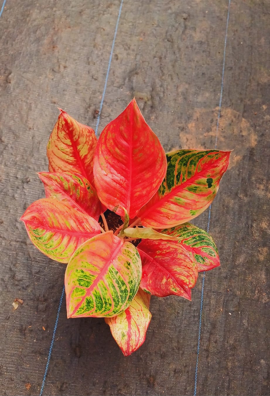 Aglaonema Red Sonarita