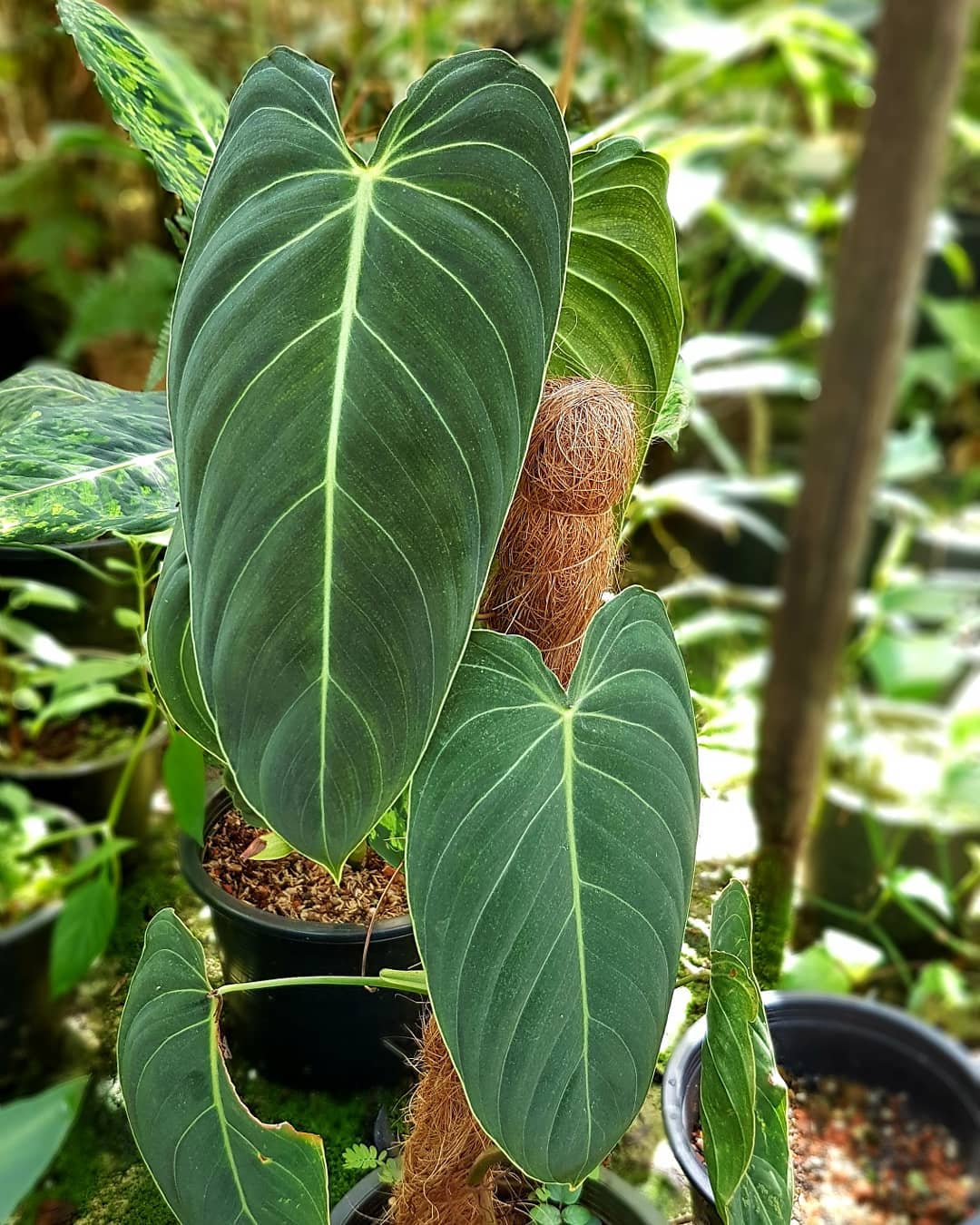 Philodendron Melanochrysum