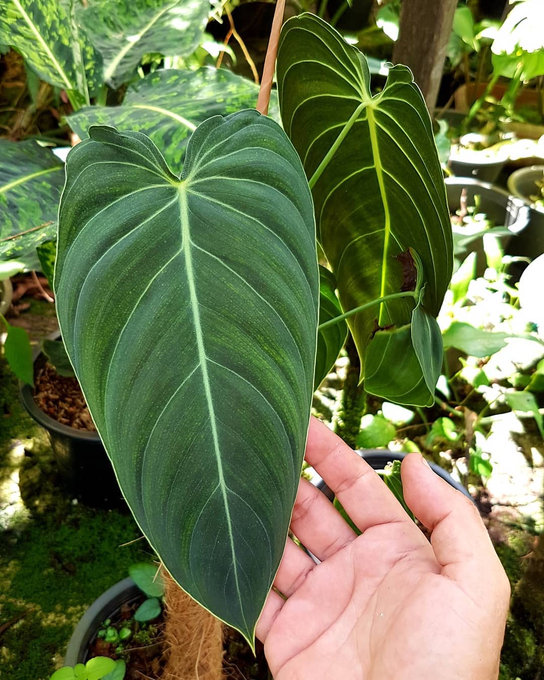 Philodendron Melanochrysum