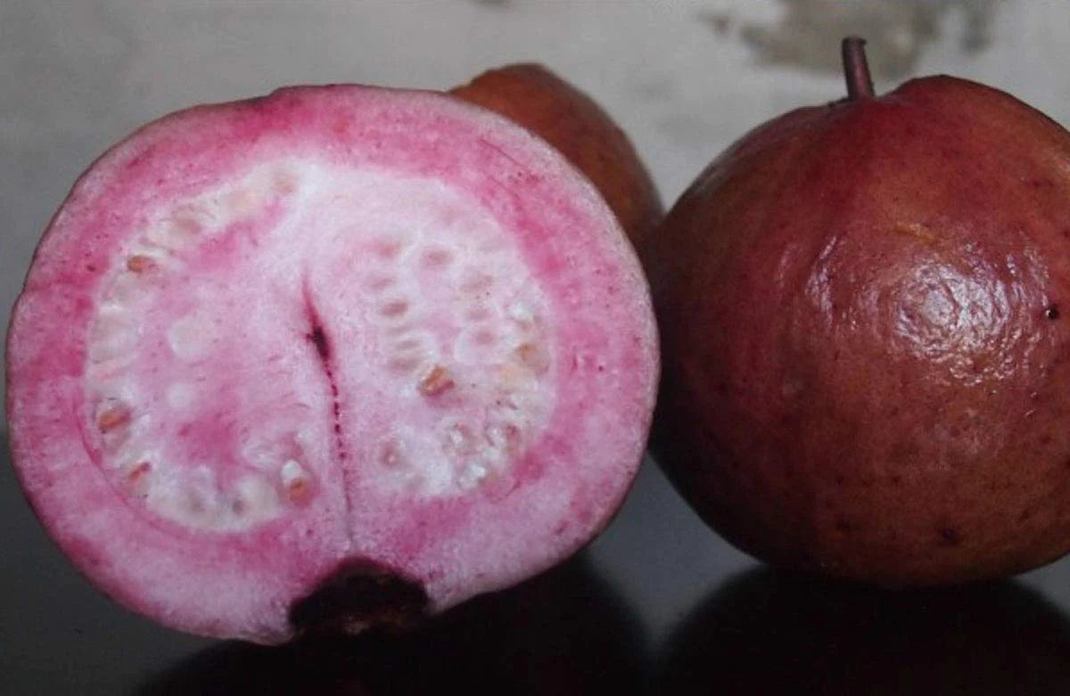 Purple Guava Exotic Fruit Plants