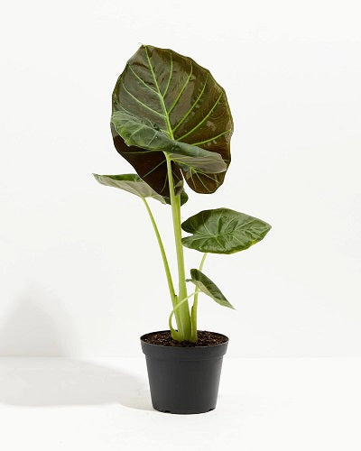 Alocasia Regale shield