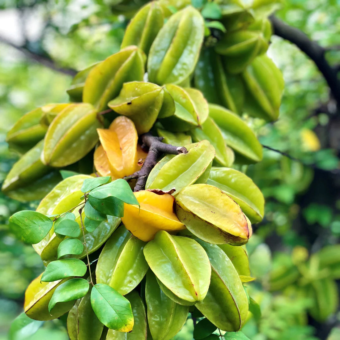 Carambola Exotic Fruit Plants (Averrhoa Carambola)
