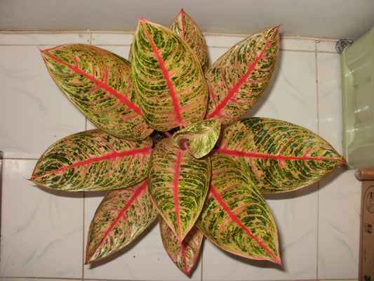 Aglaonema Diana