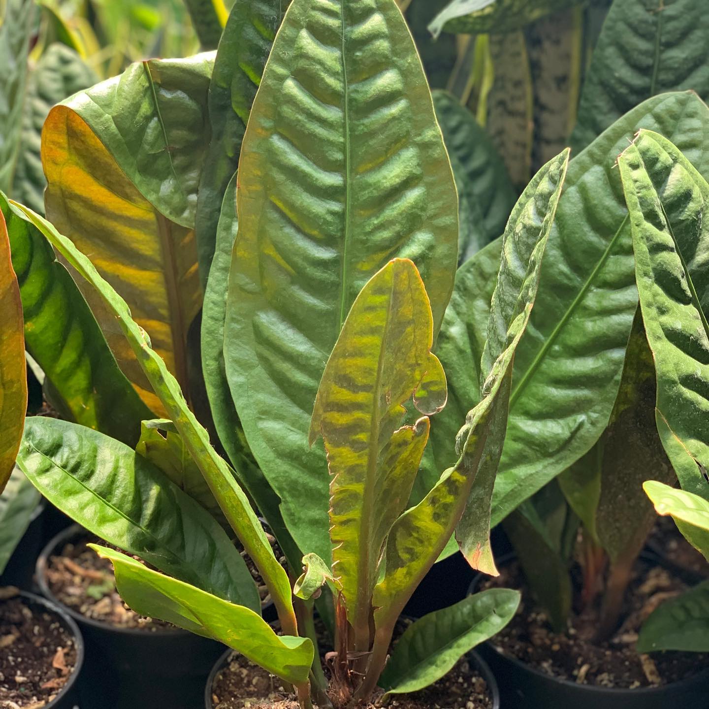 Anthurium Superbum