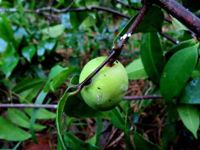 Pitabu Exotic Fruit Plants (Willughbeia Angustifolia)