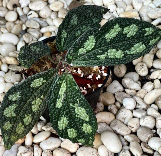 Elatostema Sp Thailand