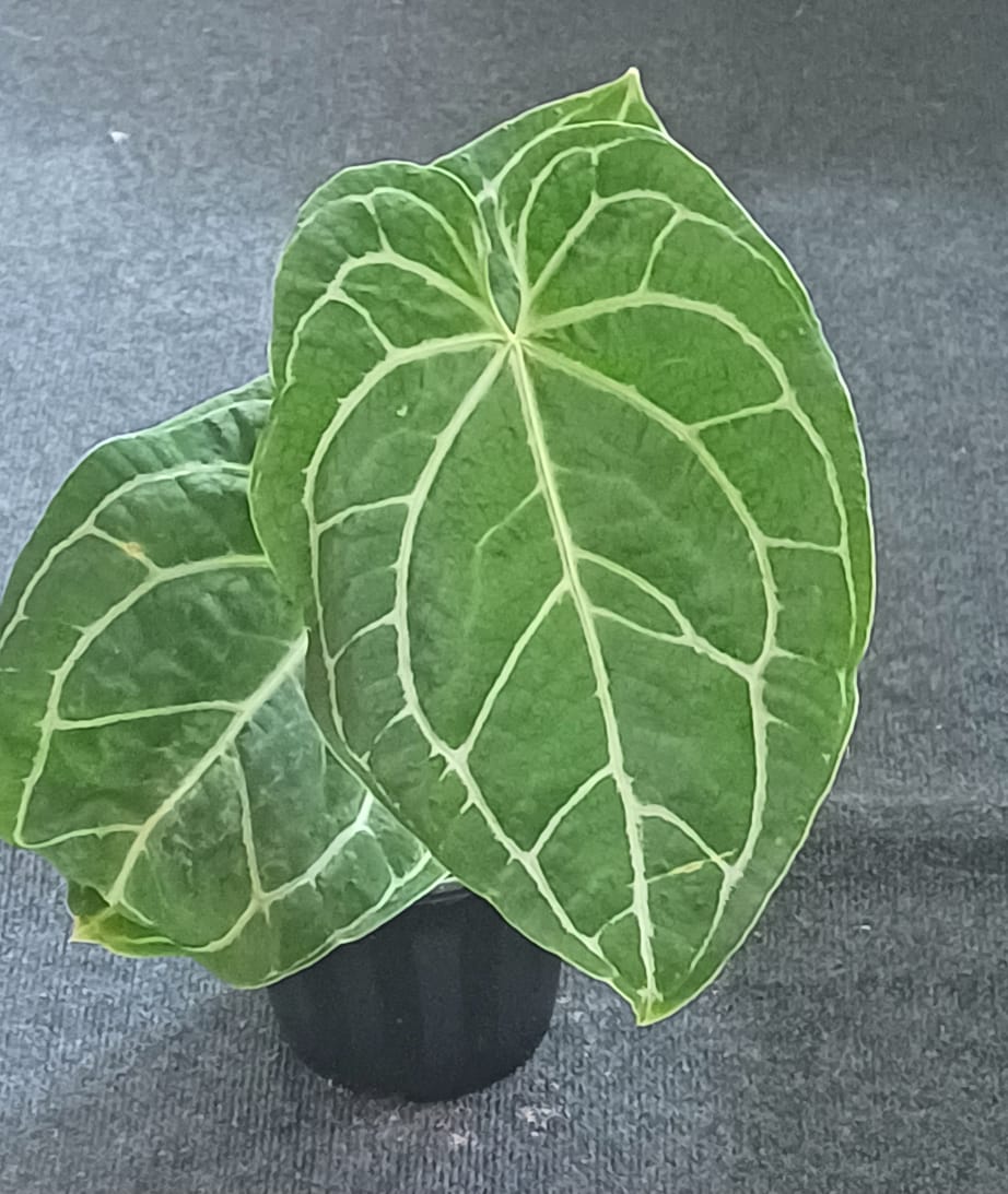 Anthurium Ace of Spades × Papillilaminum