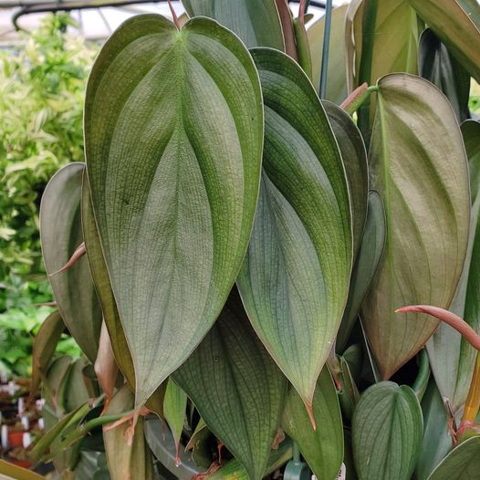 Philodendron Burle Marx Fantasy