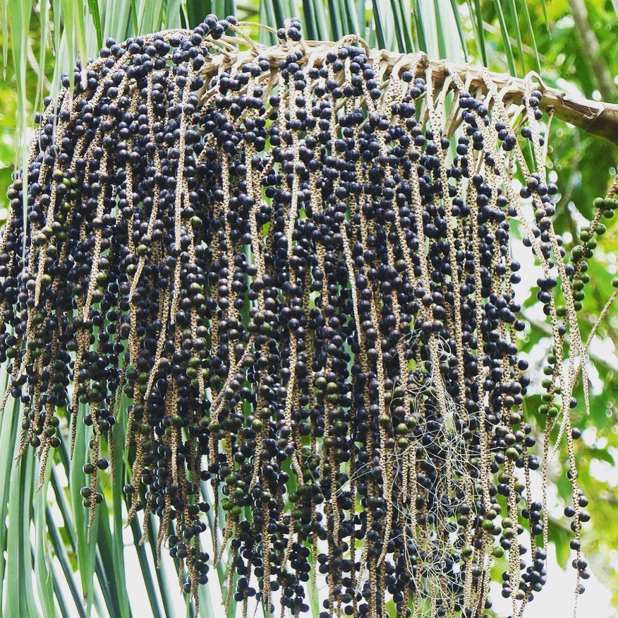 Acai Berry Exotic Fruit Plants (Euterpe Oleracea)