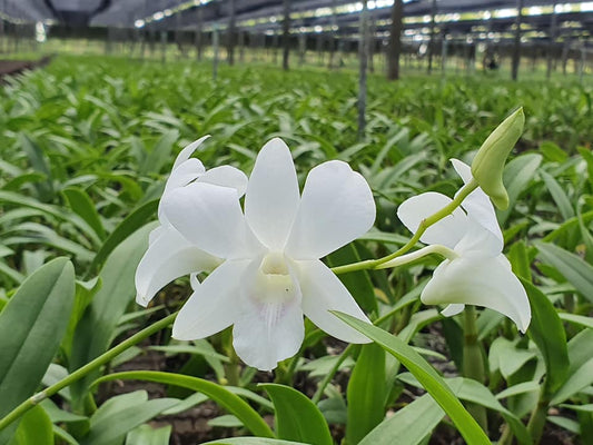 Dendrobium Sonia White