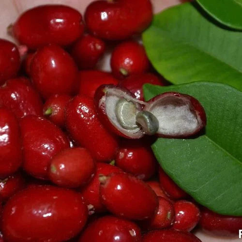 Mystery Exotic Fruit Plants (Syzygium SP)